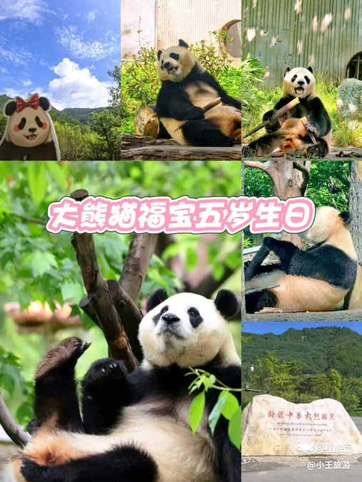 卧龙中华大熊猫苑神树坪基地 - 阿坝藏族羌族自治州旅游