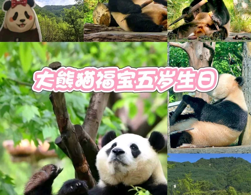 卧龙中华大熊猫苑神树坪基地 - 阿坝藏族羌族自治州旅游 1