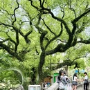中山公园 - 佛山市旅游 缩略图 2