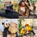 云南野生动物园 - 昆明市旅游 缩略图 4