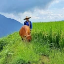 云和梯田景区 - 丽水市旅游 缩略图 4