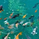 大奇山国家森林公园 - 杭州市旅游 缩略图 2
