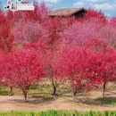 李中水上森林公园 - 泰州市旅游 缩略图 9