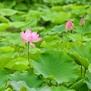 虞山尚湖旅游度假区 - 苏州市旅游 缩略图 2