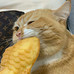 小猫爱美食
