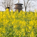 婺女洲度假区 - 上饶市旅游 缩略图 6