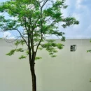 顺峰山公园 - 佛山市旅游 缩略图 4