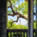 五马街 - 温州市旅游 缩略图 7