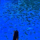 深圳小梅沙海洋世界 - 深圳市旅游 缩略图 2