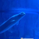 深圳小梅沙海洋世界 - 深圳市旅游 缩略图 8