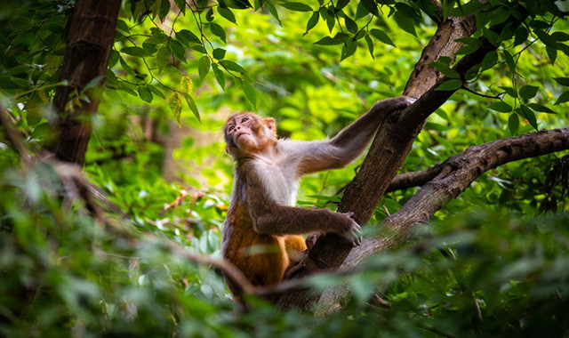 贵州森林野生动物园