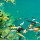 大奇山国家森林公园 - 杭州市旅游 缩略图 1