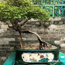 可园博物馆-博物馆区 - 东莞市旅游 缩略图 2