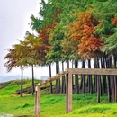 格美Chongqing Memory|自然美学·独栋庭院设计师酒店(重庆解放碑步行街洪崖洞店) - 重庆市旅游 缩略图 6