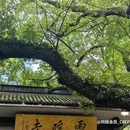 灵隐寺 - 杭州市旅游 缩略图 2