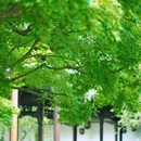 莫愁湖公园 - 南京市旅游 缩略图 3