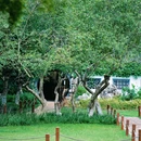 莫愁湖公园 - 南京市旅游 缩略图 6