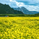 祁连山大草原 - 海北藏族自治州旅游 缩略图 3
