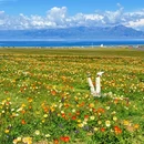 赛里木湖国家级风景名胜区 - 博尔塔拉蒙古自治州旅游 缩略图 2