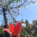 南普陀寺 - 厦门市旅游 缩略图 2
