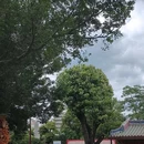 南普陀寺 - 厦门市旅游 缩略图 5