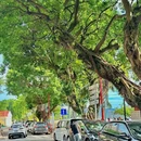 十月初五马路 - 澳门特别行政区旅游 缩略图 6