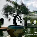 可园博物馆-博物馆区 - 东莞市旅游 缩略图 3