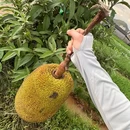 金香顿悦庭高空无边泳池全景花园酒店(西双版纳嘎洒国际机场店) - 西双版纳傣族自治州旅游 缩略图 2
