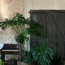 有植者植物空间 - 常州市旅游 缩略图 5