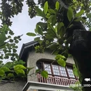 上海思南公馆酒店 - 上海市旅游 缩略图 7