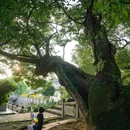 双溪村 - 杭州市旅游 缩略图 3