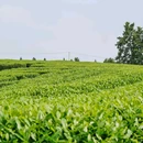 雅安名山蒙顶山茶 - 成都市旅游 缩略图 5