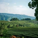 雅安名山蒙顶山茶 - 成都市旅游 缩略图 1