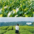 雅安名山蒙顶山茶 - 成都市旅游 缩略图 2