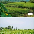 雅安名山蒙顶山茶 - 成都市旅游 缩略图 4