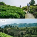 雅安名山蒙顶山茶 - 成都市旅游 缩略图 6