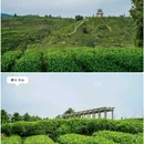 雅安名山蒙顶山茶 - 成都市旅游 缩略图 8