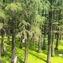 青山湖水上森林 - 杭州旅游 缩略图 3