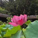 国清寺 - 台州市旅游 缩略图 5
