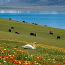 赛里木湖打卡地 - 博尔塔拉蒙古自治州旅游 缩略图 5