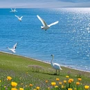 赛里木湖打卡地 - 博尔塔拉蒙古自治州旅游 缩略图 4