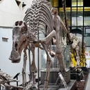 英良石材自然历史博物馆 - 泉州市旅游 缩略图 3