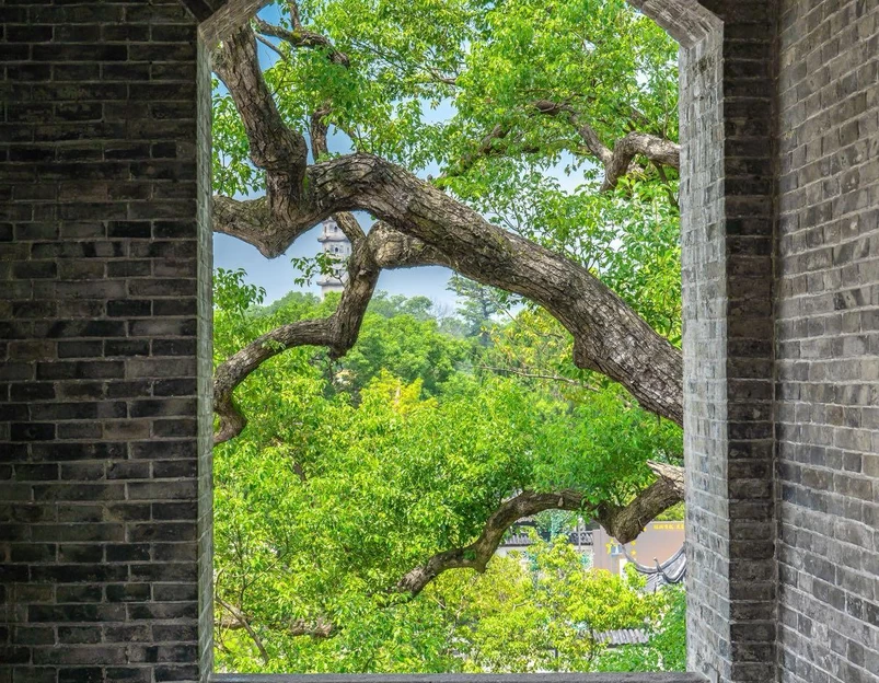 江心屿景区 - 温州旅游 1