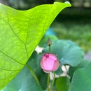 蜀冈瘦西湖风景名胜区 - 扬州旅游 缩略图 1