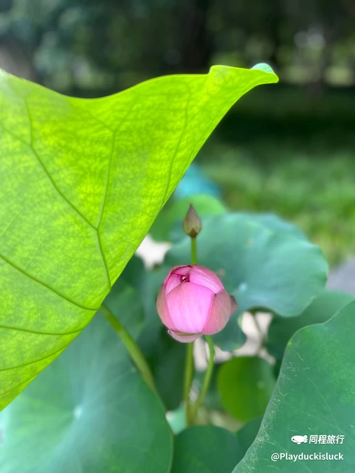 蜀冈瘦西湖风景名胜区 - 扬州旅游