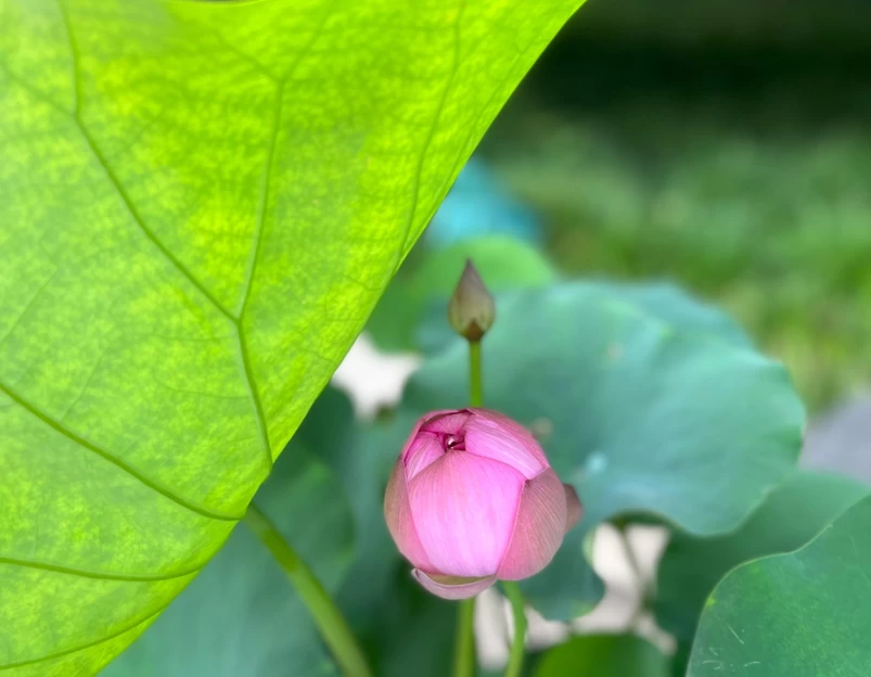 蜀冈瘦西湖风景名胜区 - 扬州旅游 1