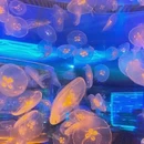 上海海昌海洋公园 - 上海旅游 缩略图 3