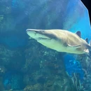 上海海昌海洋公园 - 上海旅游 缩略图 8