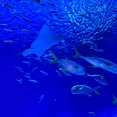 上海海昌海洋公园 - 上海旅游 缩略图 4