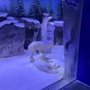 上海海昌海洋公园 - 上海旅游 缩略图 9